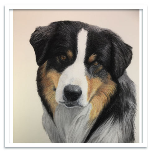Chalk pastel colour drawing of a dog created as a commission by Leesa JoAnn Iverson